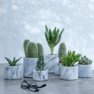 Succulents and cacti in marble pots on a gray surface